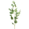 Eucalyptus Dollar Gum Spray Green (90cmH)