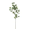 Eucalyptus Silver Dollar Spray Green (90cmH)