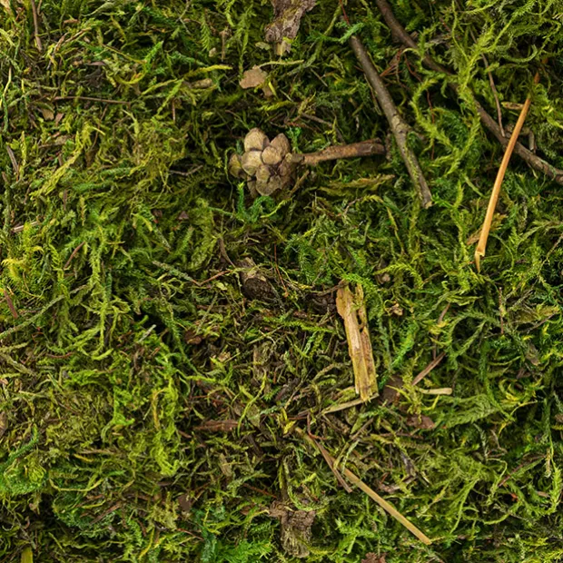 Forest Moss Preserved Bag Moss Fresh Green (225gm)