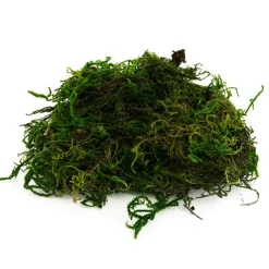 Forest Moss Preserved Bag Moss Fresh Green (55gm Bag)