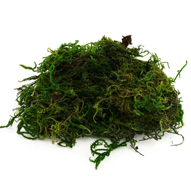 Forest Moss Preserved Bag Moss Fresh Green (55gm Bag)
