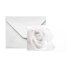 Gallery Gift Card & Envelope White Rose Pk25 (10x6.5cmH)