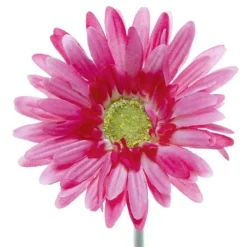 Gerbera Aztec Hot Pink (10cmDx54cmH)