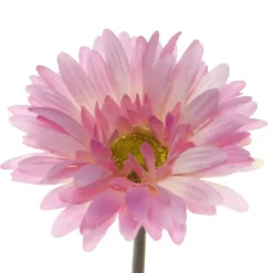 Gerbera Aztec Pink (10cmDx54cmH)