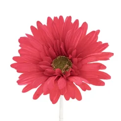 Gerbera Aztec Watermelon (10cmDx54cmH)