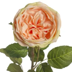 Grace Garden Rose Stem Dusty Peach (76cmH)
