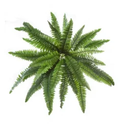 Hanging Plants Boston Fern Bush Green (50cmD)