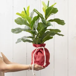 Hessian Sack Small Cherry Red (17cmDx24cmH)