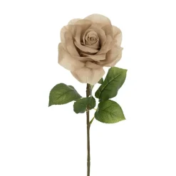 Holland Rose Open Deep Nude (15cmDx67cmH)