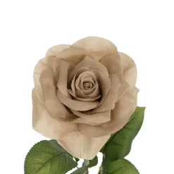 Holland Rose Open Deep Nude (15cmDx67cmH)