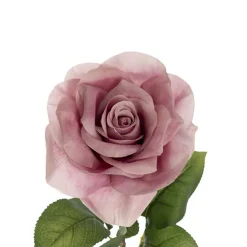 Holland Rose Open Soft Orchid (15cmDx67cmH)