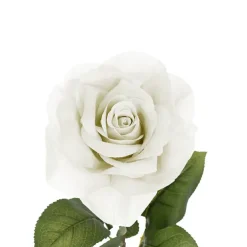 Holland Rose Open White (15cmDx67cmH)