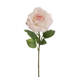 Holland Rose Open White Pink (15cmDx67cmH)