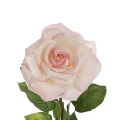 Holland Rose Open White Pink (15cmDx67cmH)