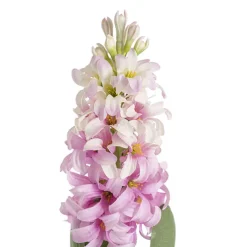 Hyacinth Flower Spray Soft Pink (44cmH)