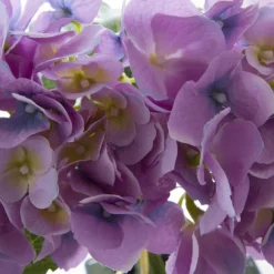Hydrangea Victoria Bouquet Purple (32cmH)