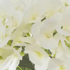 Hydrangea Victoria Bouquet White (32cmH)
