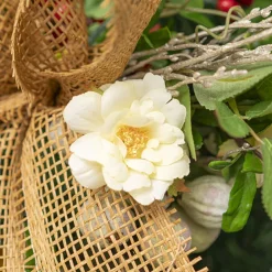 Iceland Rose Spray x 7 Head Light Yellow (72cmH)