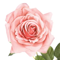 Large Colombian Rose Stem Pale Pink (20cmDx86cmH)