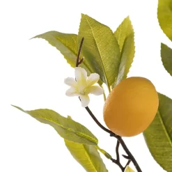 Lemon w Flower Bud Spray Yellow (60cmH)