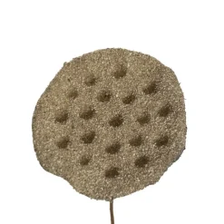 Lotus Pod Spray Brown (63cmH)