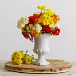 Mini Sedum Spray (Billy Button) Bunch Red (34cm)