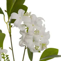 Murraya Paniculata Orange Jasmine Spray White (78cmH)