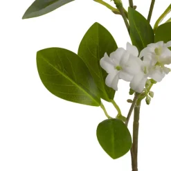 Murraya Paniculata Orange Jasmine Spray White (78cmH)