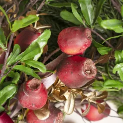 Native Gumnut Bunch Dark Red (41cmH)