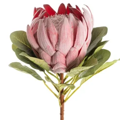 Native King Protea Pink (73cmH)