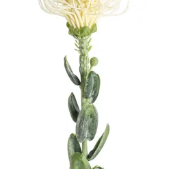 Native Leucospermum Cream (61cmH)