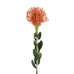 Native Leucospermum Orange (61cmH)