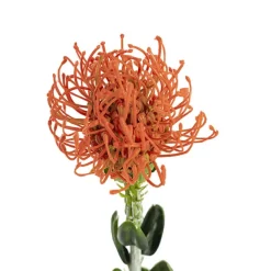 Native Leucospermum Orange (61cmH)