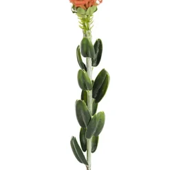 Native Leucospermum Orange (61cmH)