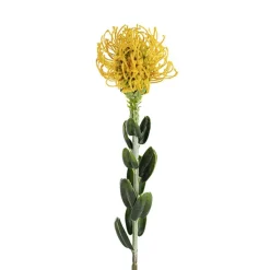 Native Leucospermum Yellow (61cmH)