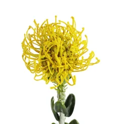 Native Leucospermum Yellow (61cmH)
