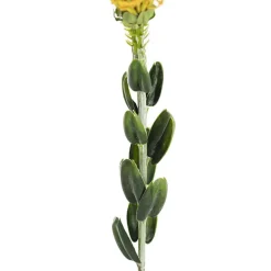 Native Leucospermum Yellow (61cmH)