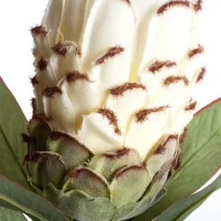 Native Protea Cream (66cmH)