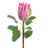 Native Protea Dusty Pink (68cmH)