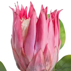 Native Protea Dusty Pink (68cmH)