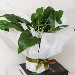 Nonwoven Embossed Wrap Sheets Bamboo White (50x70cm) Pack 50