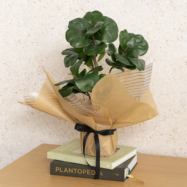 Nonwoven Wrap Sheets NOVA Metallic Gold (50x70cm) Pack 50