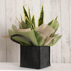 Nonwoven Wrap Sheets NOVA Moss (50x70cm) Pack 50