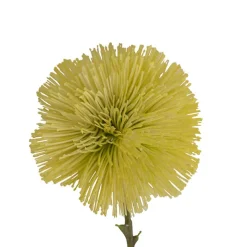 Onion Ball Stem Yellow (47cmH)