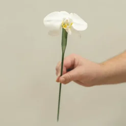 Orchid Vials Large With Stem & Cap Pack 10 Green (30cm)