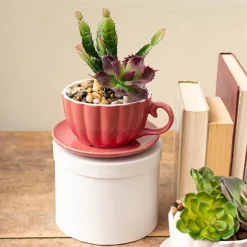 Pebbles Natural 5-15mm Assorted (900g Jar)