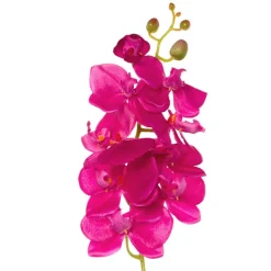 Phalaenopsis Orchid Hot Pink (75cmH)