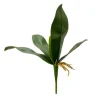 Phalaenopsis Orchid Leaf Bunch Green (30cmH)