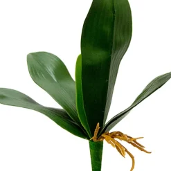 Phalaenopsis Orchid Leaf Bunch Green (30cmH)