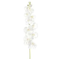 Phalaenopsis Orchid Real Touch 11 flowers White (126cmH)